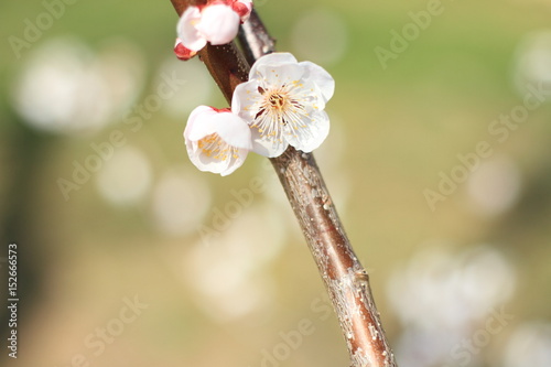 plum blossoms in Kodokan, Mito, Ibaraki, Japan photo