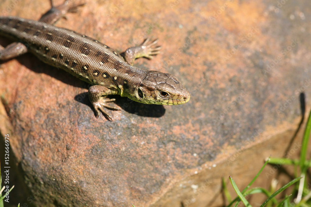 Obraz premium lizard