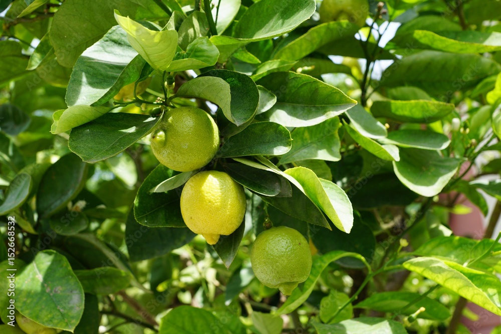 Zitrunsbaum mit Zitrone