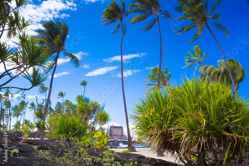 Palms and ancient Hawaiian dwellings