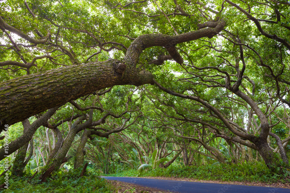 Fototapeta premium Beautiful road