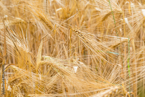 Gerste  Hordeum vulgare  erntereif auf einem Feld