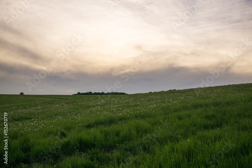 Dandelion field. Slovakia