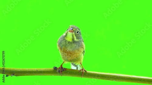 ortolan (Emberiza hortulana) isolated on a green background in studio shot photo