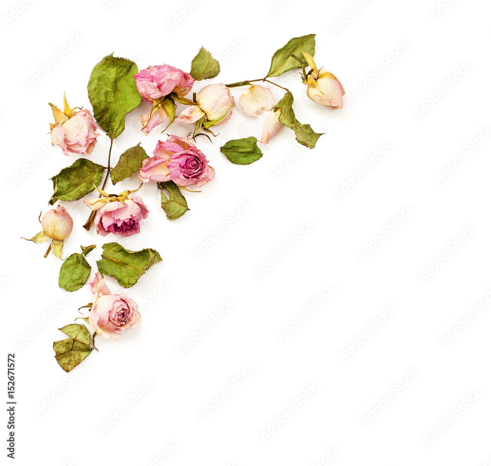 Obraz premium Dried pink dose flowers corner arrangement