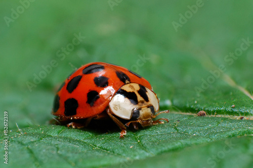 Ladybird sitting on grass in the meadow. Ladybug in nature