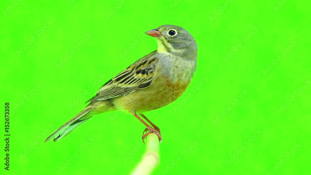 ortolan (Emberiza hortulana) isolated on a green background in studio shot
