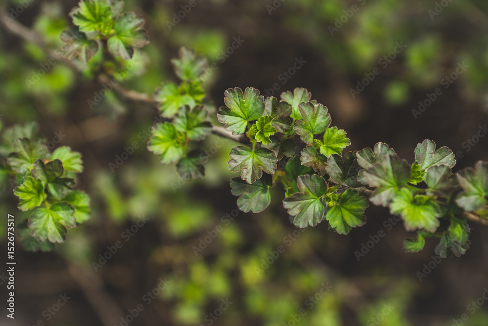 Gooseberry branches in the garden. Selective focus. Gooseberry branches in the garden. Selective focus.