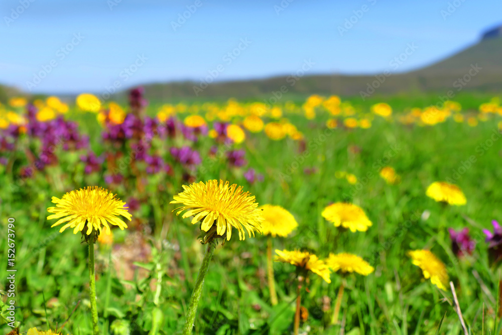 Fototapeta premium Spring meadow with blossoming dandelions.