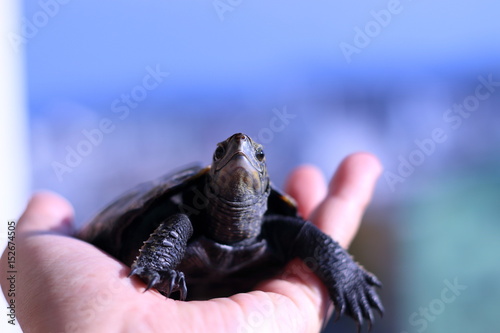 Fotografia 日本のカメ