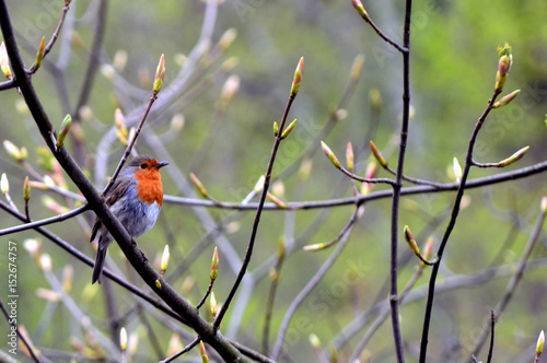 European robin on a branch © hibrida