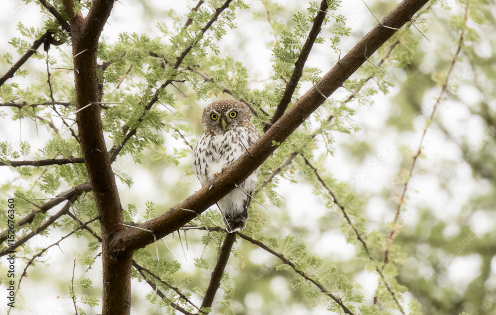 Pearl-spotted Owlet (Glaucidium perlatum) Perched in an Acacia Tree in Northern Tanzania Pearl-spotted Owlet (Glaucidium perlatum) Perched in an Acacia Tree in Northern Tanzania