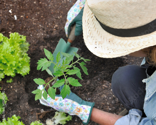 plantation de pied de tomate