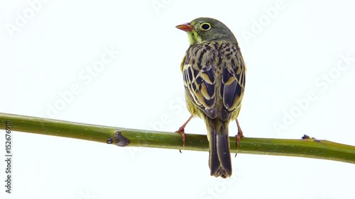 ortolan (Emberiza hortulana) isolated on a white background in studio shot photo