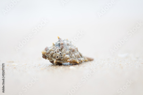 Hermit crab walking along beach