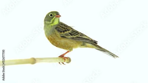 ortolan (Emberiza hortulana) isolated on a white background in studio shot photo