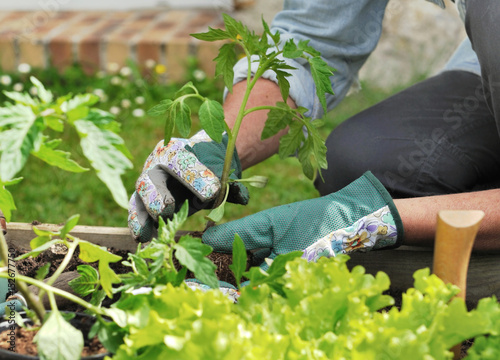 plantation de pied de tomate dans son jardin