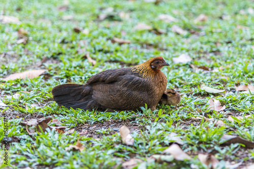 Brown hen on the grass. © chanwitohm