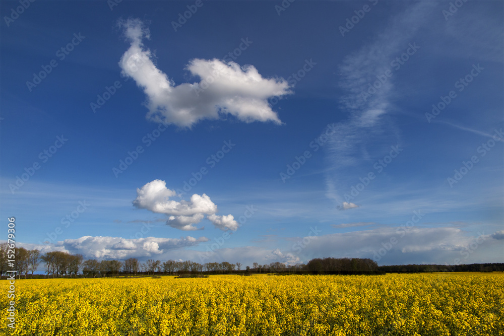 Fototapeta premium rzepak