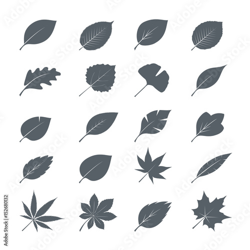 Collection of Grey Leaves. Vector Illustration.