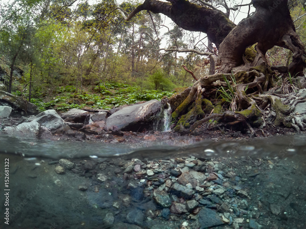 Fototapeta premium Under water in forest