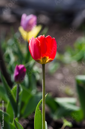 Flowers tulips