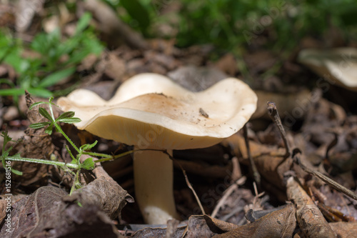 St. George's mushroom on forest ground, side view, lamella visible