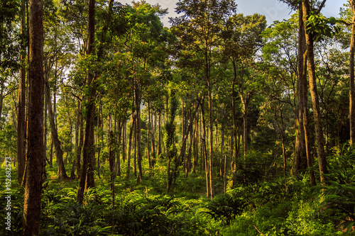 Wild jungle in the highlands.