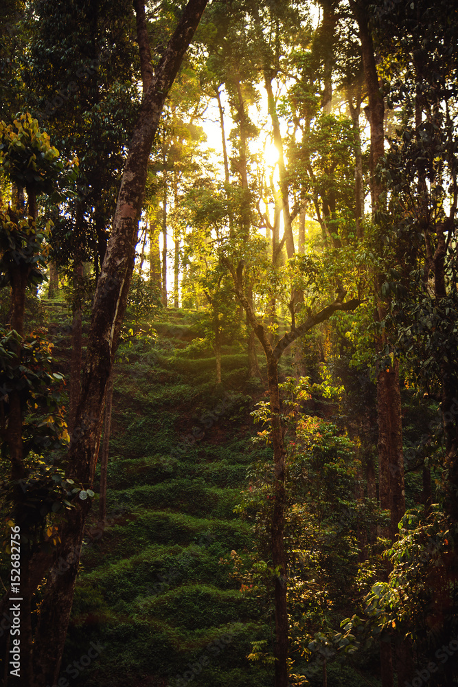 Obraz premium Wild jungle in the highlands.