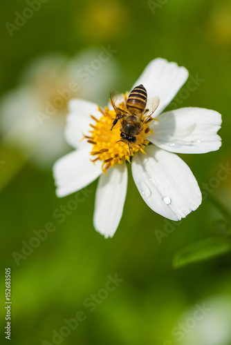 Bee is collecting the nectar from wild daisy.