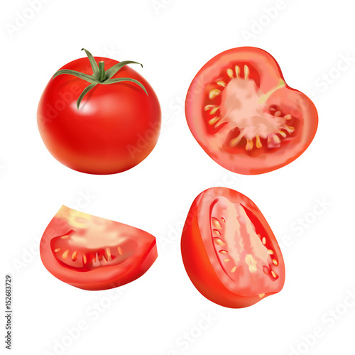 Vector realistic illustration of tomato.