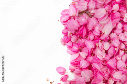 Fototapeta Naklejka Na Ścianę i Meble -  Beautiful pink flower petal on white background for design