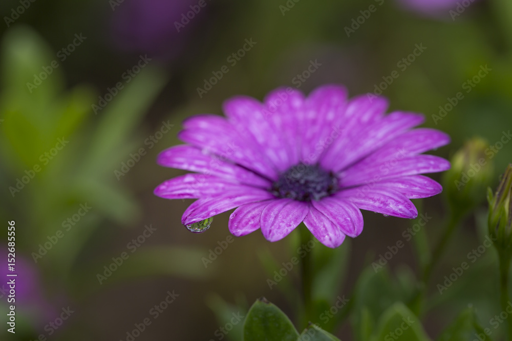 Water drop on the daisy flower petal, macro. Water drop on the daisy flower petal, macro.