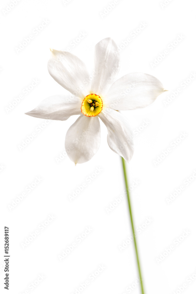 Wild narcissus stellaris. Wild flower isolated on white background.
Wild narcissus stellaris. Wild flower isolated on white background.