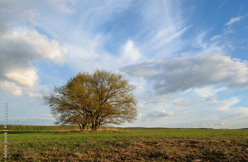 Spring landscape with a big tree in the field