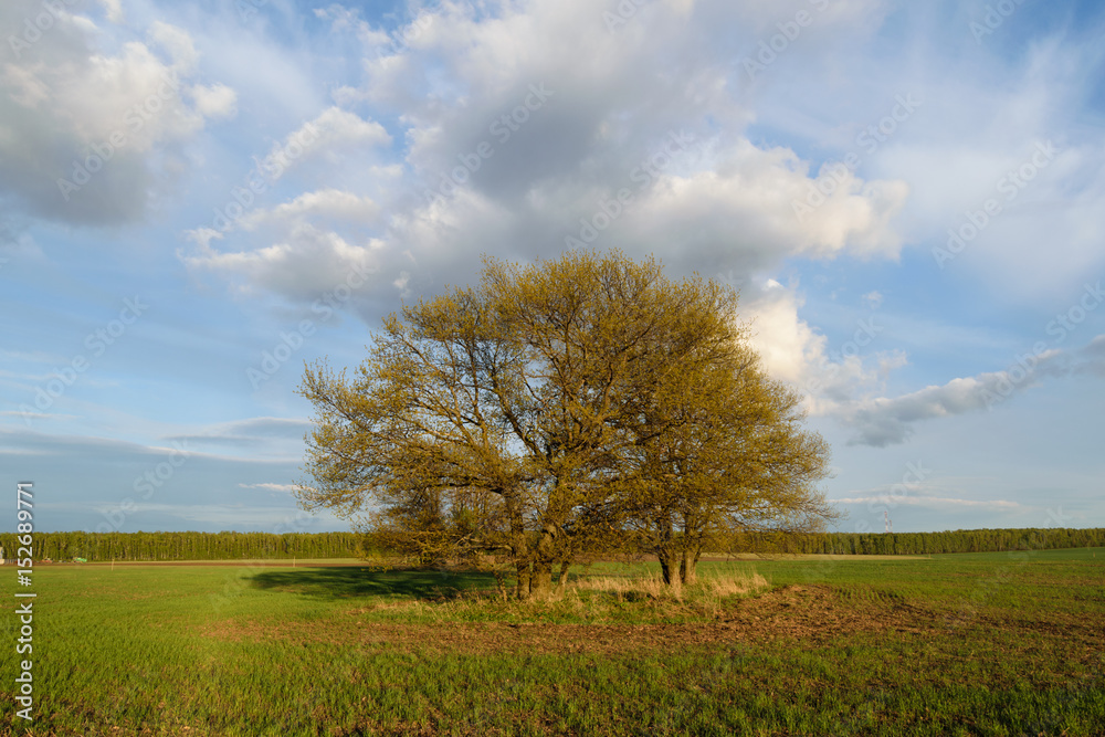 Spring landscape with a big tree in the field