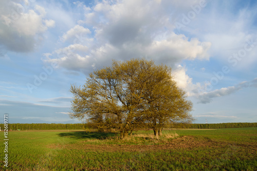 Spring landscape with a big tree in the field