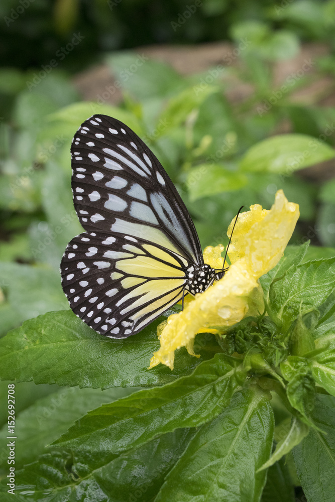 Obraz premium Malaysian Butterfly feeding on yellow flpower, wings closed