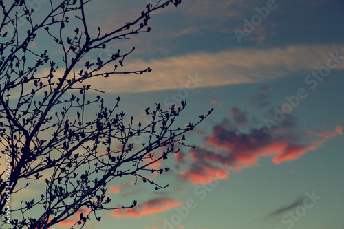 Twigs of a tree on sunset background. Vintage © vmiloserdov1981