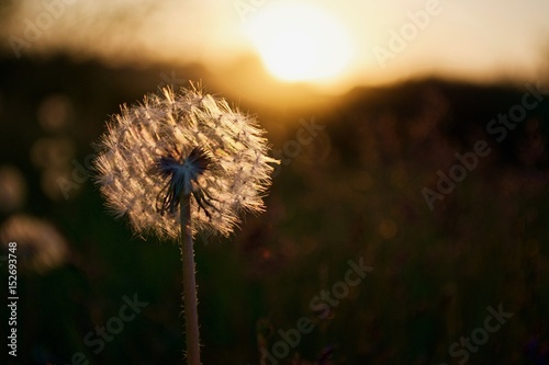 View on white dandelion with sunset