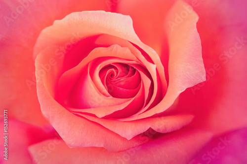 Center of a Pink Rose