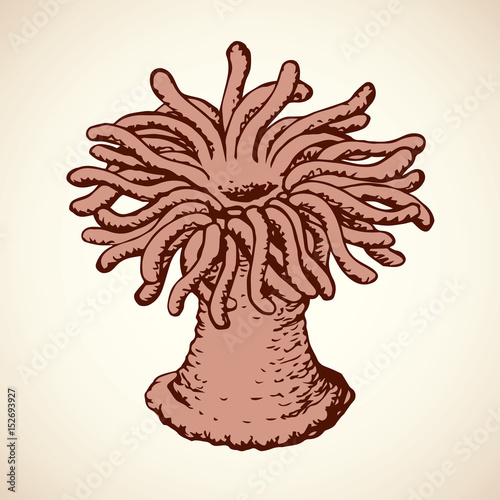 Sea anemone. Vector sketch