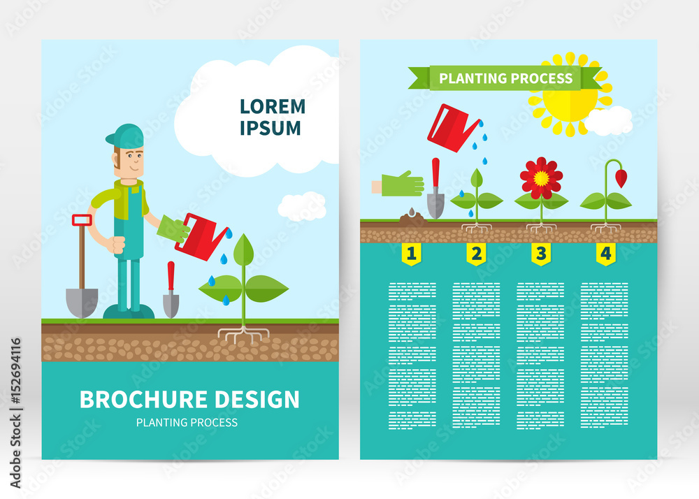 Brochure cover template. Infographic four stages of plant growth. Growing concept. Flat design, vector illustration.  Layout in A4 size