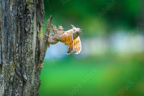 cicada, a symbol of the wild,Cicadidae,molt.