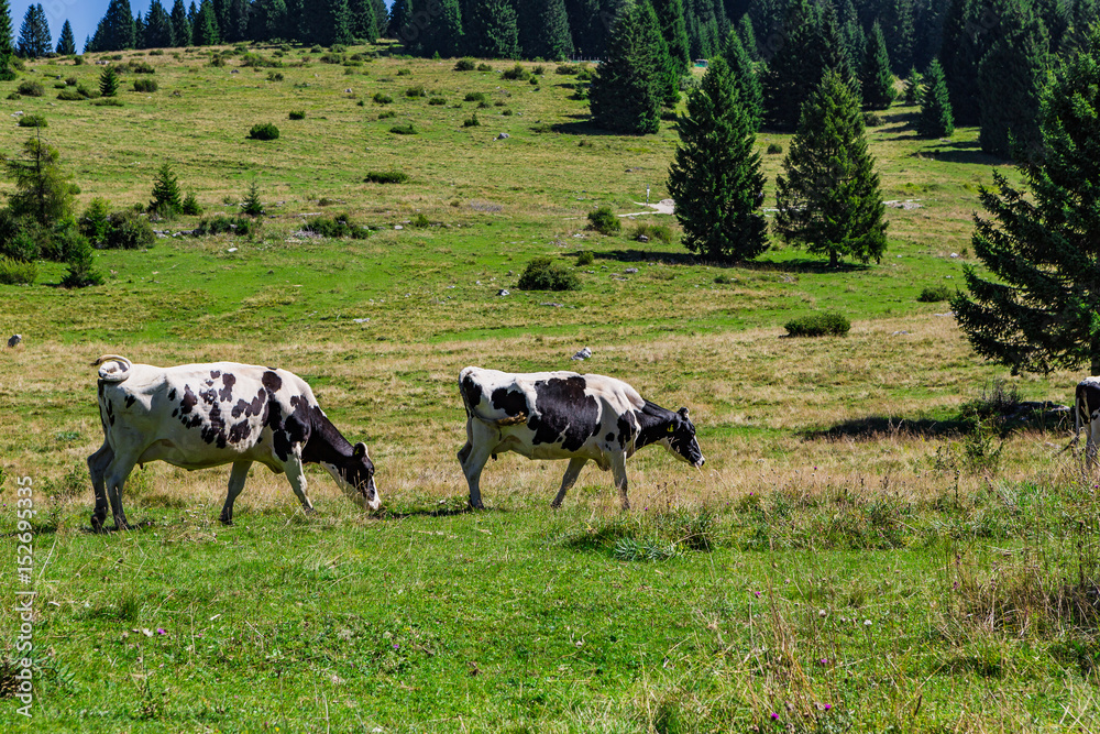 Cows Moving And Eating Grass Cows Moving And Eating Grass