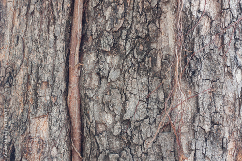 Fototapeta Naklejka Na Ścianę i Meble -  Tree bark texture an old tree.