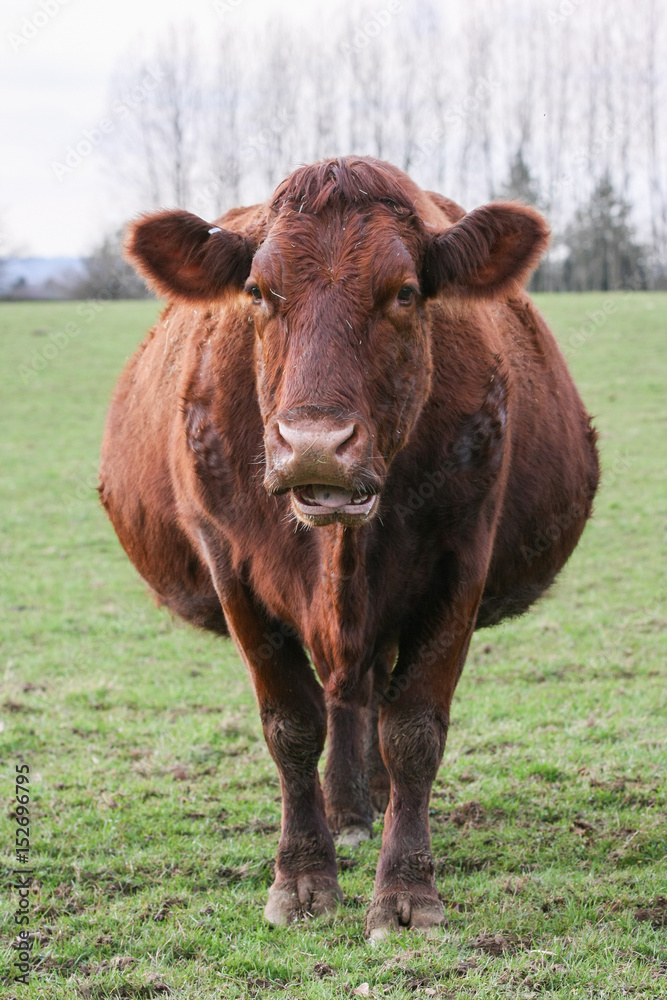 Heavily pregnant brown cow stood in a field on a British farm Heavily pregnant brown cow stood in a field on a British farm