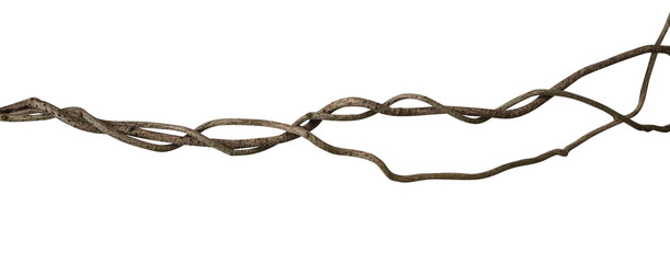 Twisted wild liana jungle vine isolated on white background, path
