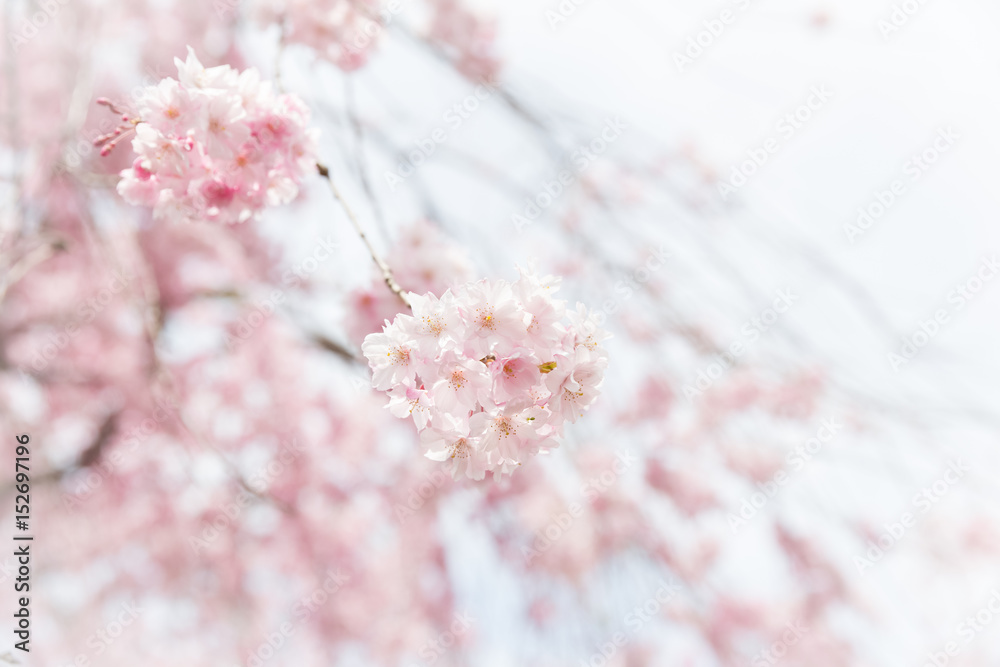 Naklejka premium weeping cherry blossom