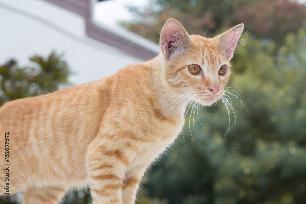 Cute cat, cat lying on the wooden floor in the background blurred close up playful cats